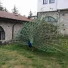 gordanamesic
