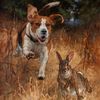 nativebowhunter