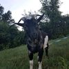 goatsandgardening