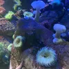 arearelys
