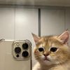 tinymtdew