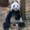 yuzuzuan