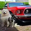 mustangsweety
