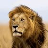 lionjdh