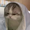 vnhongphivn