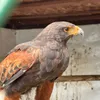 hawksiren