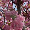 aishamohammed823
