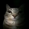 _minhz.11