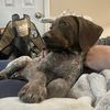 tedlindsay7pointerdog