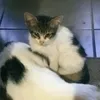 literalstarfall