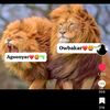 maxamedkaafi93