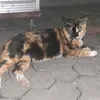 lilycaturwulansari