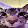 gattigattt