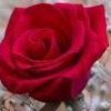 aracelireyes39