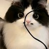 nekoci01