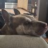 shadoclaw80