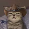 perwollnt