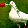 fatimaell435