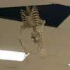 jacus.69