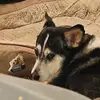 lyonstaytiny