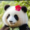 pandagemoylucu