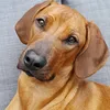 loeckchen6262