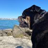 thebulldognetwork