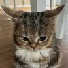 theflstofshadow