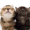 .peladoboton777