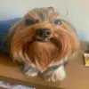 gus_1769
