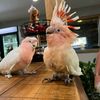 parrotsrescuehome1