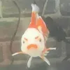 ca_kute0