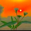 feroz_khan_1102