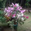 riohartanto06