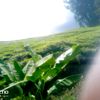 mercytarcisio7