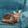 fattycattypo