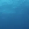 meow_1111111111111111111