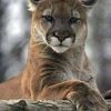 nonita_jupusa