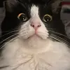 catspierce