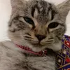oyenismycat