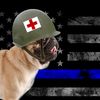 pug