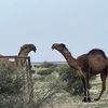 badr7080