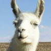 llamajesus846