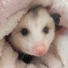 possumboyy