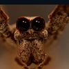 spiders_weekly