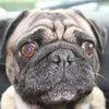 mopsito1
