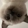 bemeodethunzzz