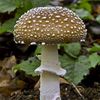 muhomor_muhomorovich