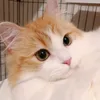 cnenie