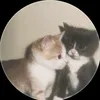 shyropvert